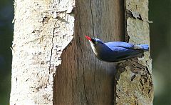 Velvet-fronted Nuthatch